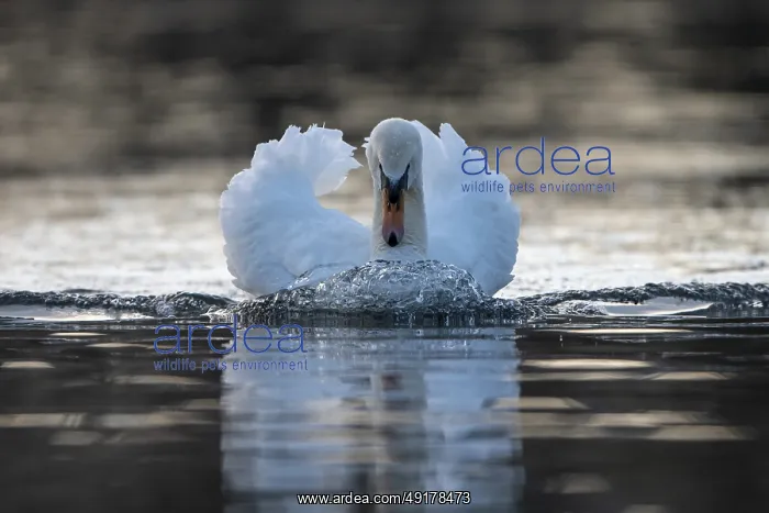 : Mute swan (Cygnus olor), male, threatening a rival : Mute swan (Cygnus olor), male, threatening a rival