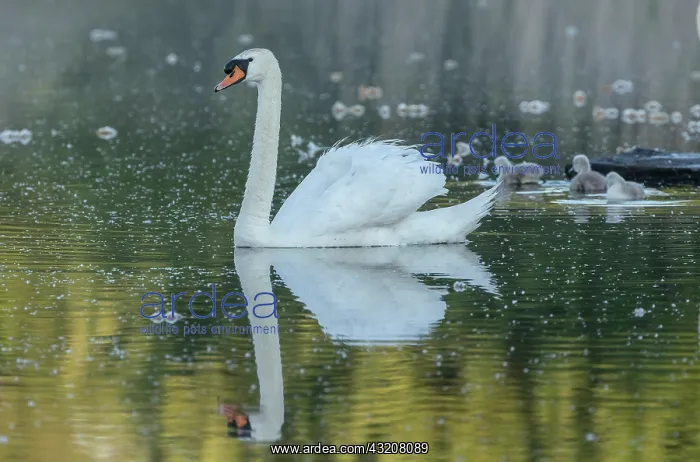 : Mute swan, Cygnus olor, male with young cygnets; : Mute swan, Cygnus olor, male with young cygnets;