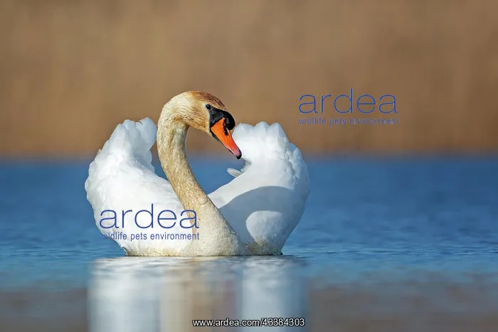 : Mute swan (Cygnus olor) mating, plumage erecting : Mute swan (Cygnus olor) mating, plumage erecting