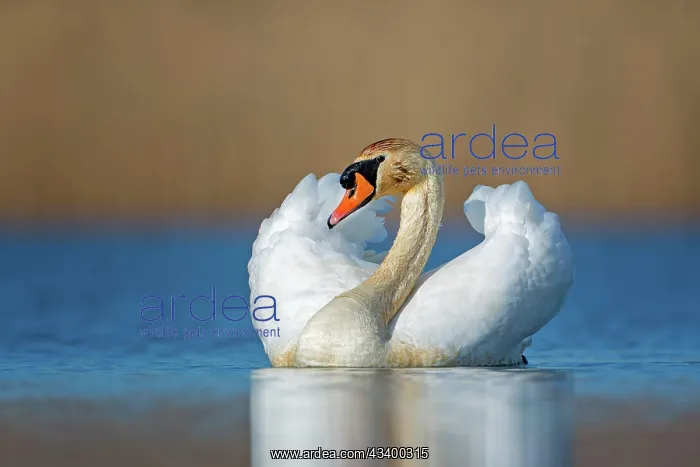 : Mute swan (Cygnus olor) mating, plumage erecting : Mute swan (Cygnus olor) mating, plumage erecting