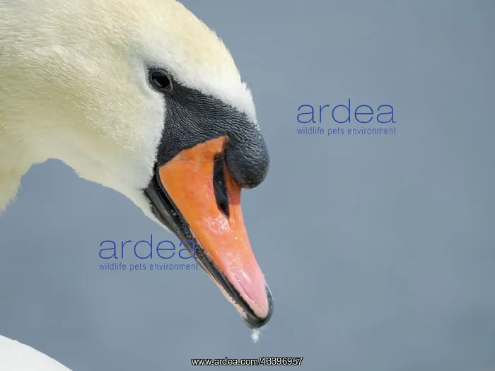 : Mute Swan (Cygnus olor) in Munich, Central Europe : Mute Swan (Cygnus olor) in Munich, Central Europe