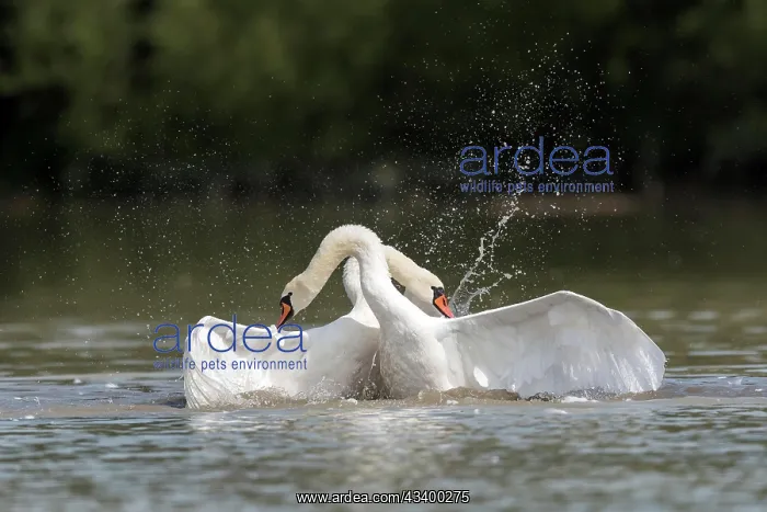 : Mute Swan (Cygnus olor) Mute Swan, fighting, fighting : Mute Swan (Cygnus olor) Mute Swan, fighting, fighting