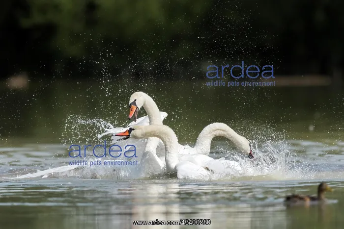 : Mute Swan (Cygnus olor) Mute Swan, fighting, fighting : Mute Swan (Cygnus olor) Mute Swan, fighting, fighting