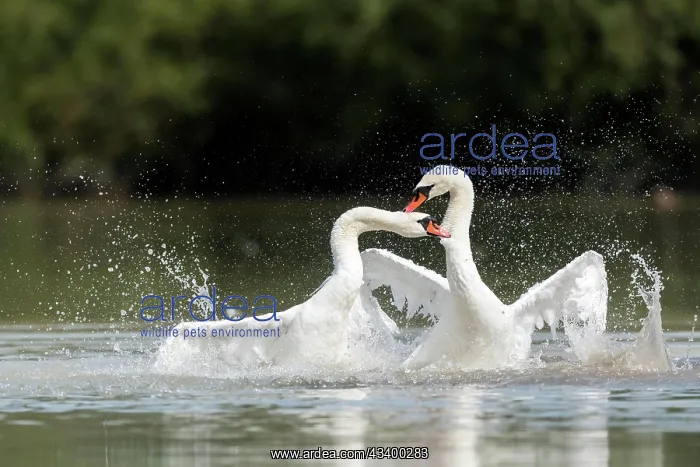 : Mute Swan (Cygnus olor) Mute Swan, fighting, fighting : Mute Swan (Cygnus olor) Mute Swan, fighting, fighting