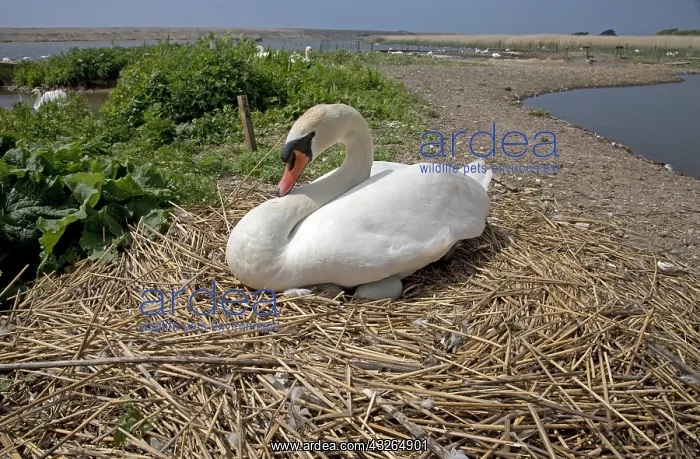 : One Mute swan, Cygnus olor, on nest, Abbotsbury : One Mute swan, Cygnus olor, on nest, Abbotsbury