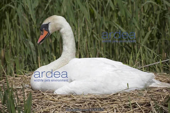 : One Mute swan, Cygnus olor, at nest, Abbotsbury : One Mute swan, Cygnus olor, at nest, Abbotsbury