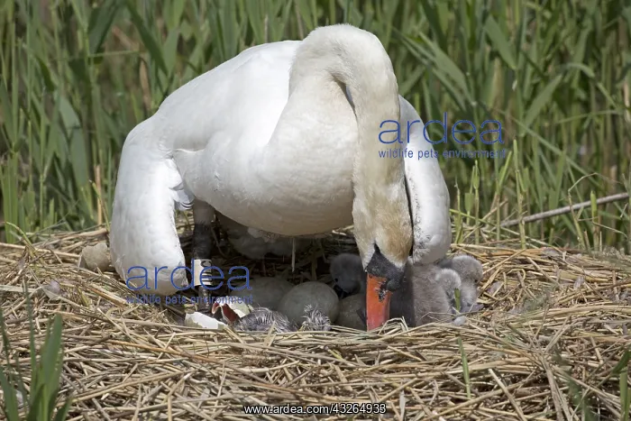 : Mute swan, Cygnus olor at nest with cygnet hatching : Mute swan, Cygnus olor at nest with cygnet hatching