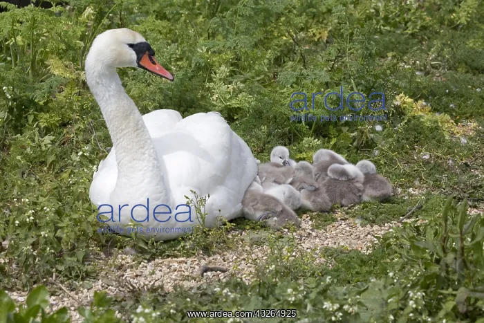 : Mute swan, Cygnus olor, on nest with cygnets, Abbotsbury : Mute swan, Cygnus olor, on nest with cygnets, Abbotsbury