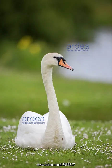 : Mute Swan (Cygnus olor), Newcastle, England : Mute Swan (Cygnus olor), Newcastle, England