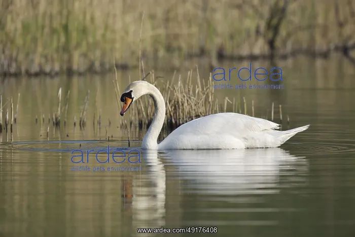 : Mute swan (Cygnus olor), North Rhine-Westphalia : Mute swan (Cygnus olor), North Rhine-Westphalia