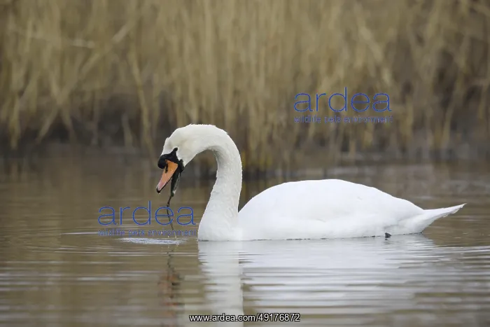 : Mute swan (Cygnus olor), North Rhine-Westphalia : Mute swan (Cygnus olor), North Rhine-Westphalia