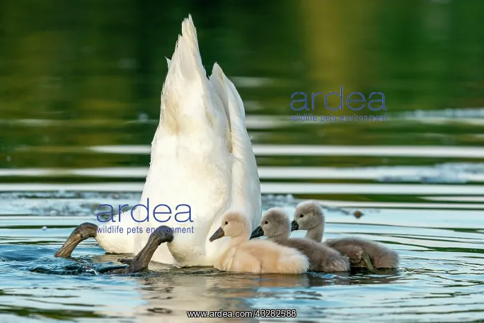 : Mute swan (cygnus olor), Old bird feeding chicks : Mute swan (cygnus olor), Old bird feeding chicks
