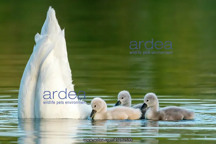 : Mute swan (cygnus olor), Old bird feeding chicks : Mute swan (cygnus olor), Old bird feeding chicks