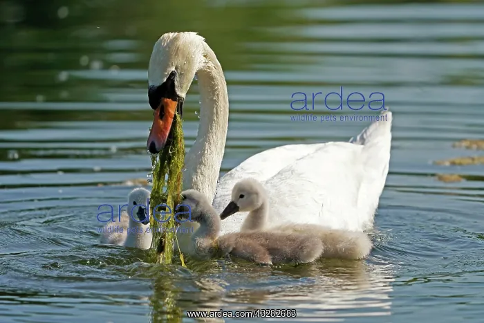 : Mute swan (cygnus olor), Old bird feeding chicks : Mute swan (cygnus olor), Old bird feeding chicks