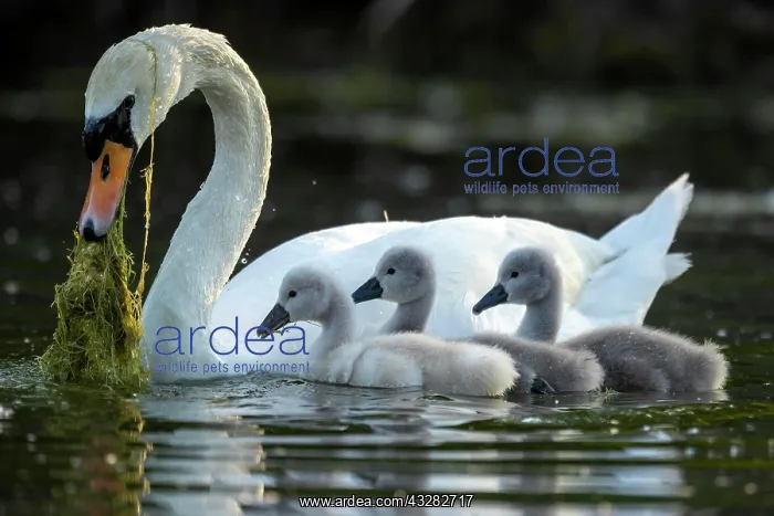 : Mute swan (cygnus olor), Old bird feeding chicks : Mute swan (cygnus olor), Old bird feeding chicks
