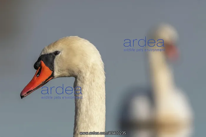 : Mute swan (Cygnus olor) portrait on the water of : Mute swan (Cygnus olor) portrait on the water of