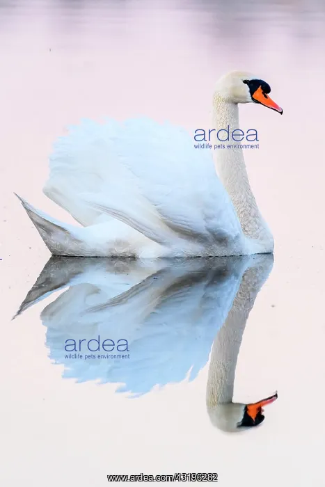 : Mute Swan (Cygnus olor) and reflection, Slovakia : Mute Swan (Cygnus olor) and reflection, Slovakia