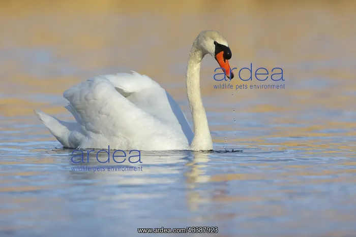 : Mute swan, (Cygnus olor), romantic morning mood : Mute swan, (Cygnus olor), romantic morning mood