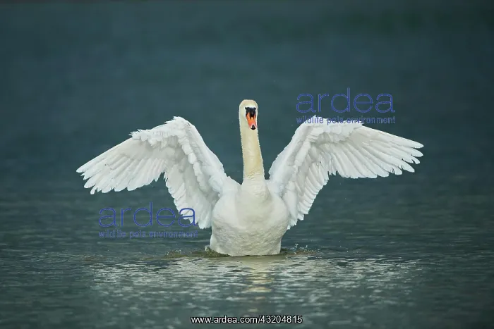 : Mute swan (Cygnus olor) shaking his wings on a lake : Mute swan (Cygnus olor) shaking his wings on a lake
