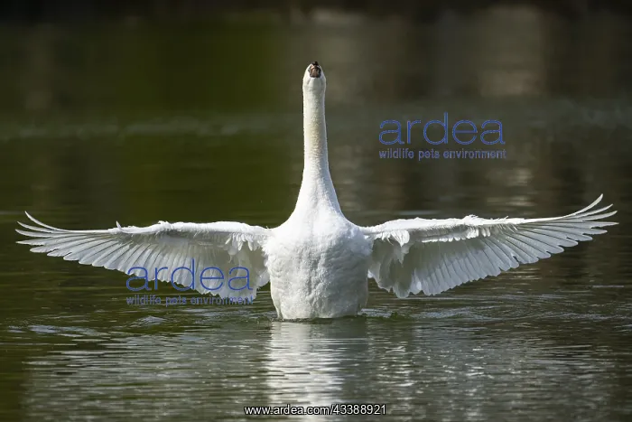 : Mute swan (Cygnus olor) shaking its wings on a lake : Mute swan (Cygnus olor) shaking its wings on a lake