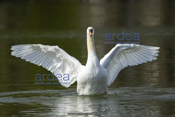 : Mute swan (Cygnus olor) shaking its wings on a lake : Mute swan (Cygnus olor) shaking its wings on a lake