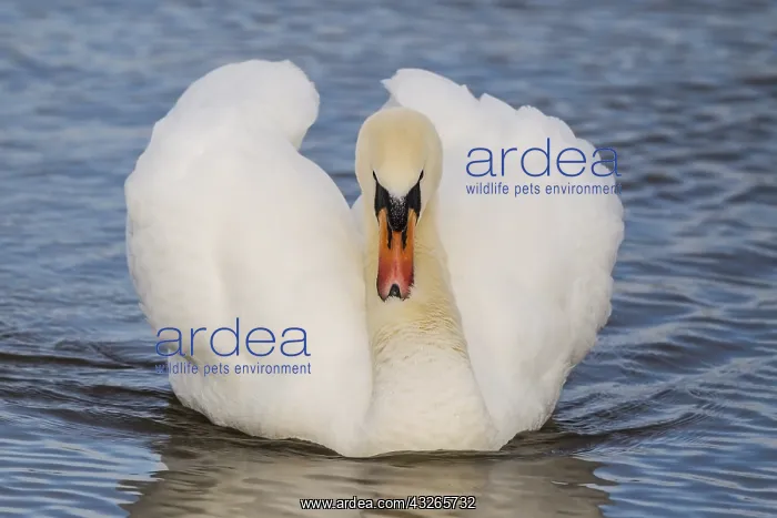 : Mute Swan (Cygnus olor) showing off with wings : Mute Swan (Cygnus olor) showing off with wings