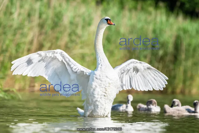 : Mute swan (cygnus olor) spreads wings, Rhine, Canton : Mute swan (cygnus olor) spreads wings, Rhine, Canton
