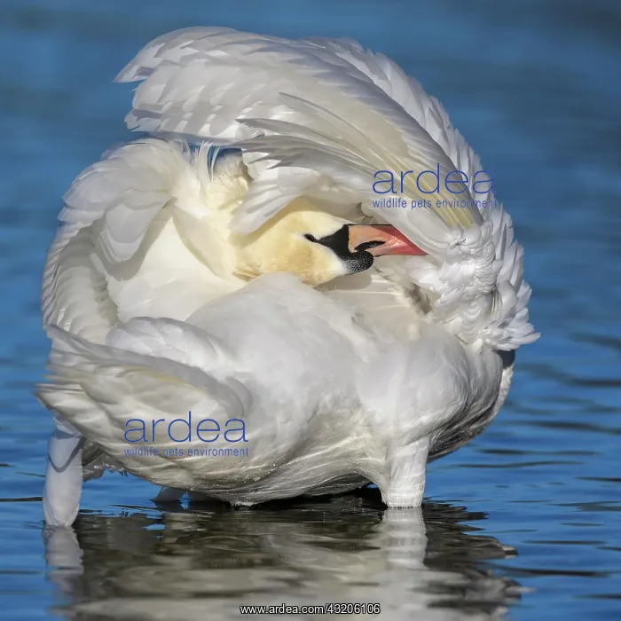 : Mute swan (Cygnus olor), standing in the water w : Mute swan (Cygnus olor), standing in the water w