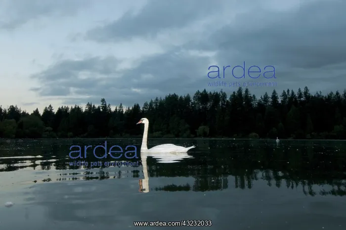 : Mute swan, Cygnus olor, Stanley Park, British : Mute swan, Cygnus olor, Stanley Park, British