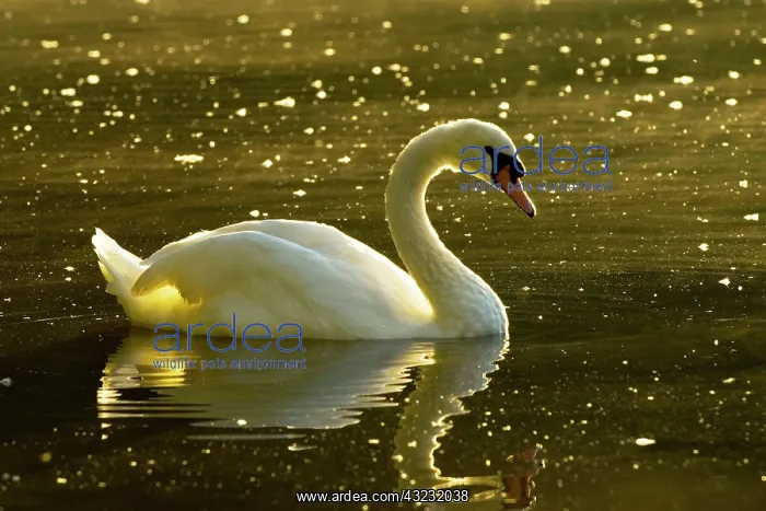 : Mute swan, Cygnus olor, Stanley Park, British : Mute swan, Cygnus olor, Stanley Park, British