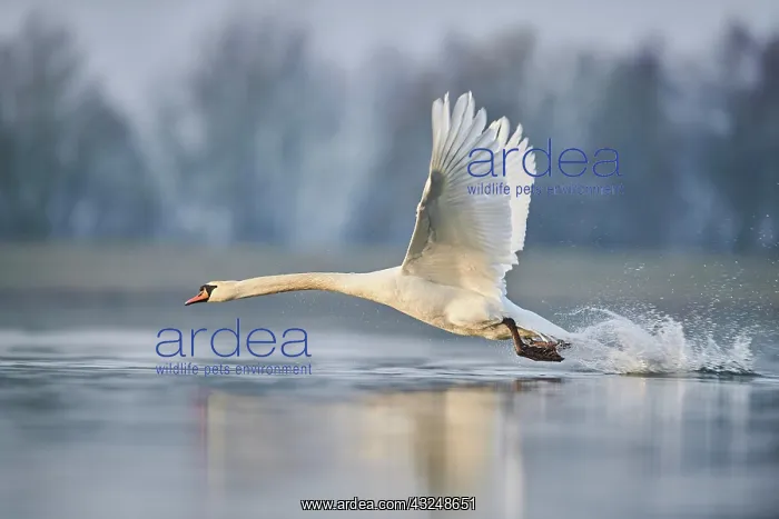 : Mute swan (Cygnus olor), starting on Donau river : Mute swan (Cygnus olor), starting on Donau river