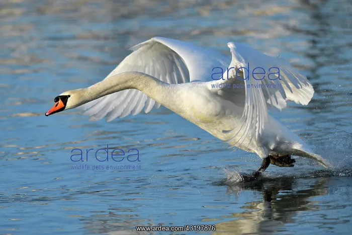 : Mute swan (Cygnus olor), starts from the water : Mute swan (Cygnus olor), starts from the water