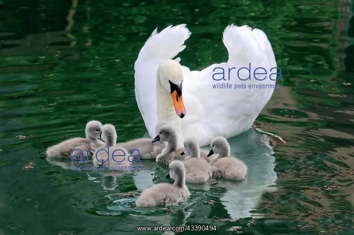  : Mute swan (Cygnus olor) and swan chicks, Altmahl