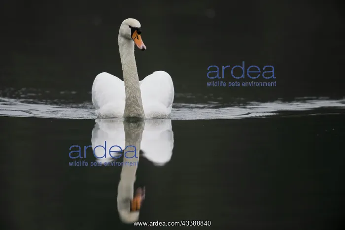 : Mute Swan (Cygnus olor), swimming, Rhineland-Palatinate : Mute Swan (Cygnus olor), swimming, Rhineland-Palatinate