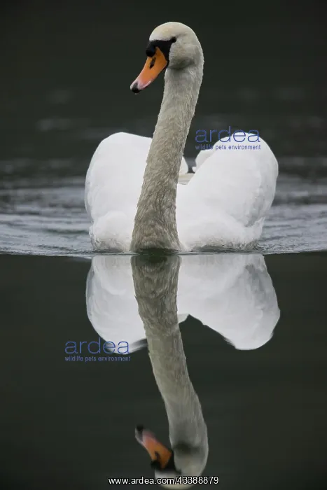 : Mute Swan (Cygnus olor), swimming, Rhineland-Palatinate : Mute Swan (Cygnus olor), swimming, Rhineland-Palatinate