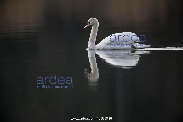 : Mute Swan (Cygnus olor), swimming, Rhineland-Palatinate : Mute Swan (Cygnus olor), swimming, Rhineland-Palatinate