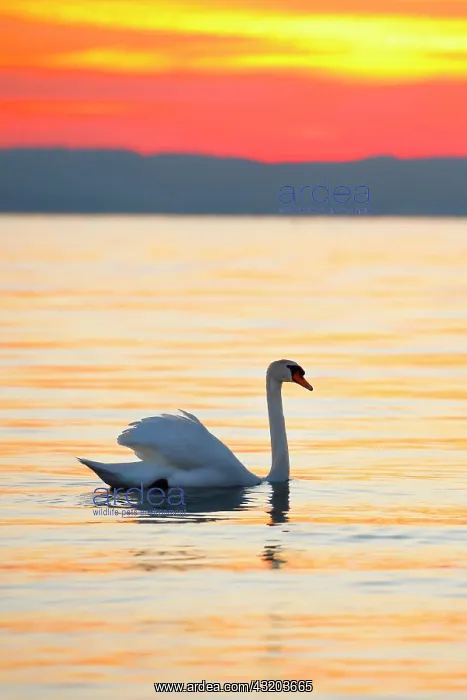 : Mute swan (Cygnus olor), swimming backlit at sunrise : Mute swan (Cygnus olor), swimming backlit at sunrise