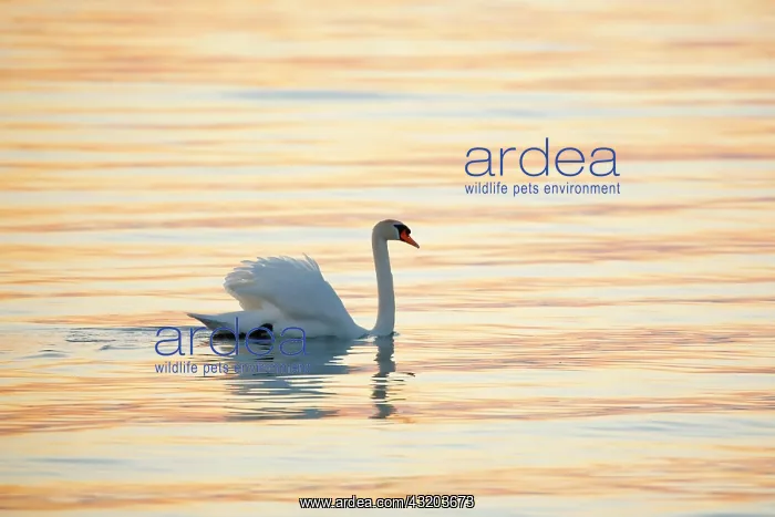  : Mute swan (Cygnus olor), swimming backlit at sunrise