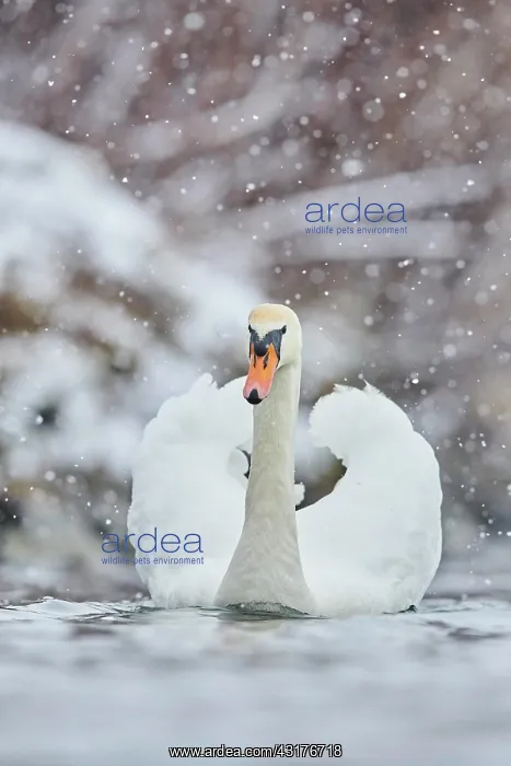 : Mute swan (Cygnus olor) swimming on donau river : Mute swan (Cygnus olor) swimming on donau river