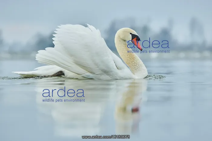: Mute swan (Cygnus olor), swimming, Donau river : Mute swan (Cygnus olor), swimming, Donau river