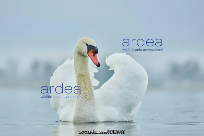 : Mute swan (Cygnus olor), swimming, Donau river : Mute swan (Cygnus olor), swimming, Donau river