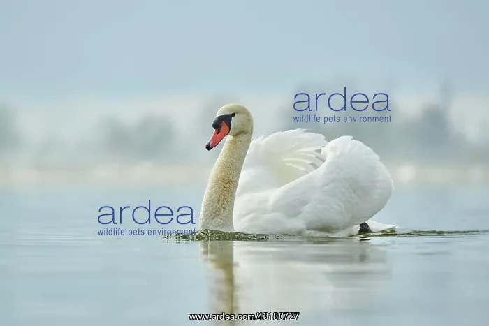 : Mute swan (Cygnus olor), swimming, Donau river : Mute swan (Cygnus olor), swimming, Donau river