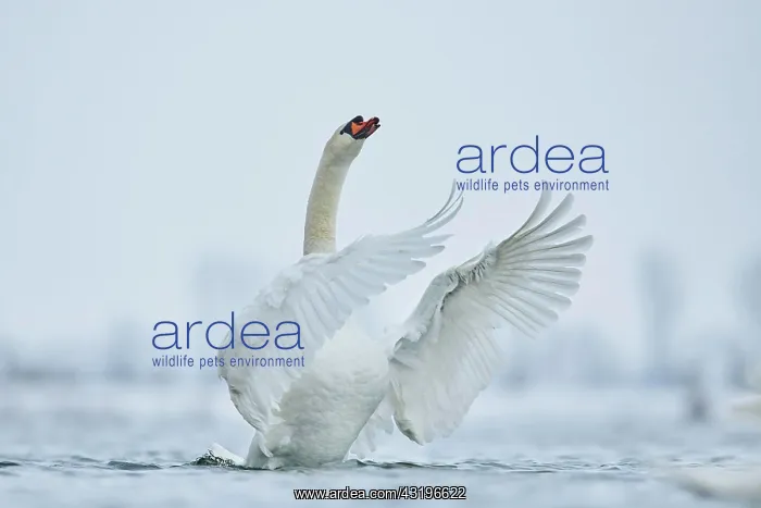 : Mute swan (Cygnus olor) swimming on donau river : Mute swan (Cygnus olor) swimming on donau river