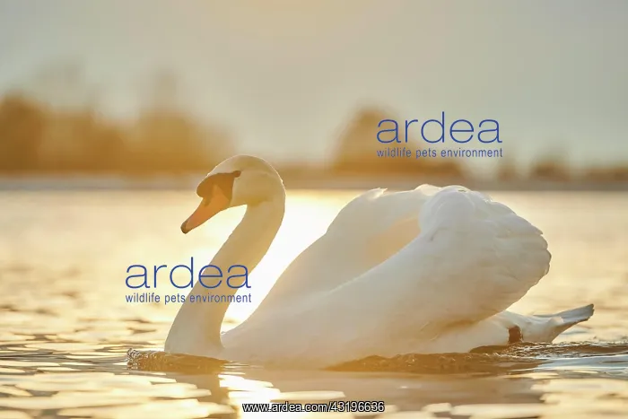 : Mute swan (Cygnus olor) swimming on donau river : Mute swan (Cygnus olor) swimming on donau river