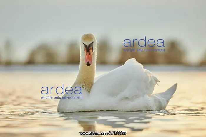 : Mute swan (Cygnus olor) swimming on donau river : Mute swan (Cygnus olor) swimming on donau river
