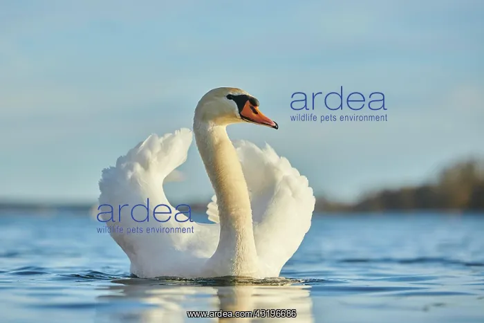: Mute swan (Cygnus olor) swimming on donau river : Mute swan (Cygnus olor) swimming on donau river