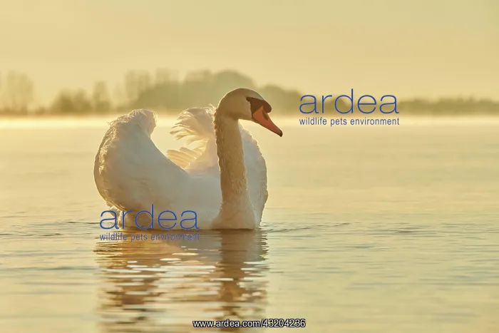 : Mute swan (Cygnus olor) swimming on donau river : Mute swan (Cygnus olor) swimming on donau river