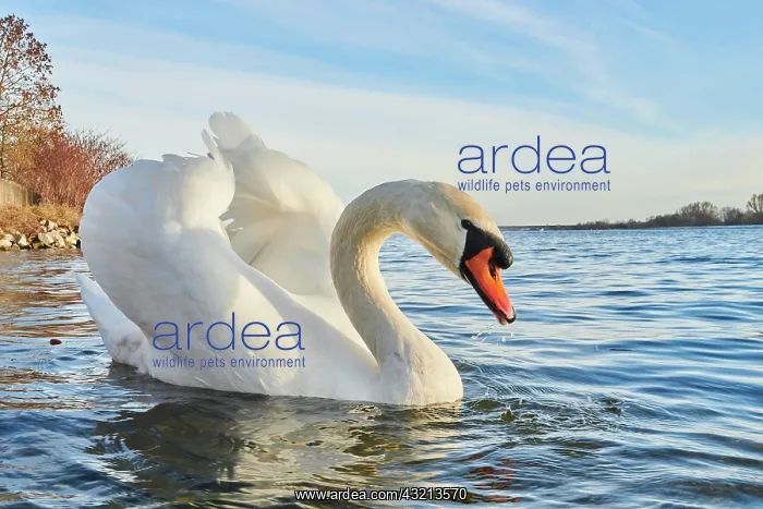  : Mute swan (Cygnus olor) swimming on donau river