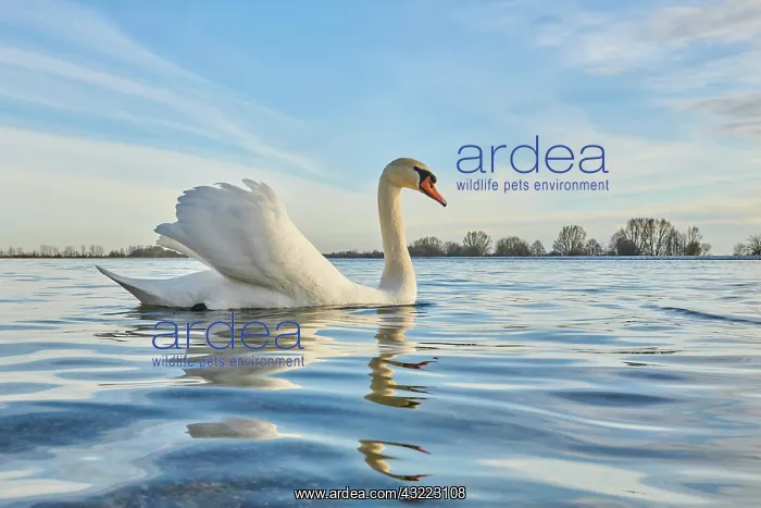 : Mute swan (Cygnus olor) swimming on donau river : Mute swan (Cygnus olor) swimming on donau river