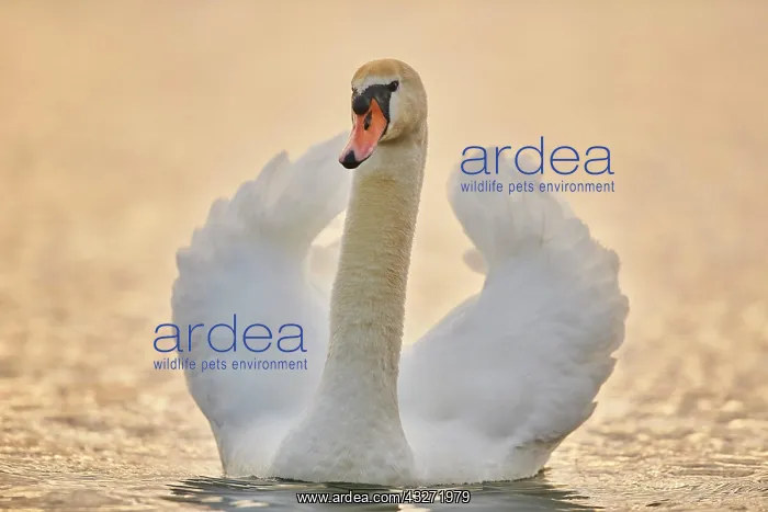 : Mute swan (Cygnus olor) swimming on donau river : Mute swan (Cygnus olor) swimming on donau river